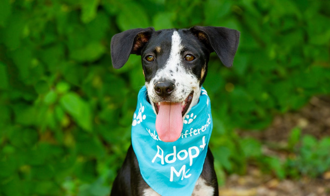 A Dog Is Advertising for It’s Adoption by Wearing an Adopt Me Bandana