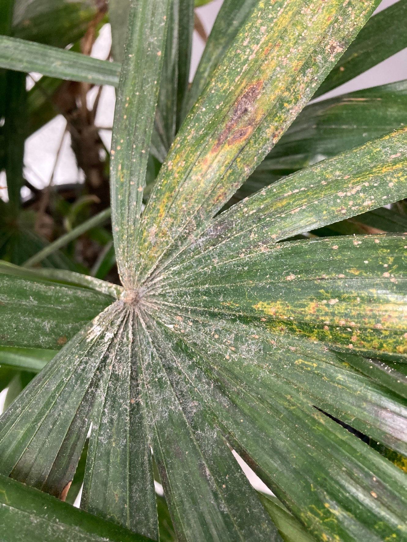 常見室內植物病蟲害防治及對策 小型害蟲篇 植物感染紅蜘蛛 蚜蟲或介殼蟲該怎麼處理 學會這幾招讓妳懂得保護自己的植物 以下介 By 彭彭 常見室內植物病蟲害防治及對策 小型害蟲篇 植物感染紅蜘蛛 蚜蟲或介殼蟲該怎麼處理 學會這幾招讓妳懂得保護自己的植物 以下介 By 彭彭