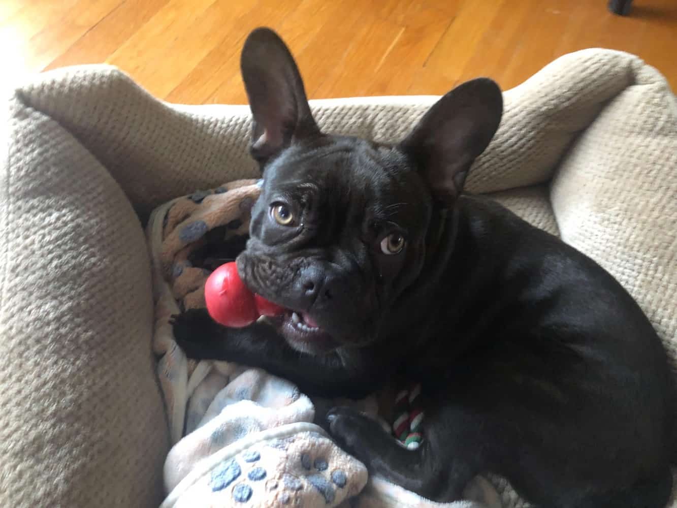 best treats for french bulldogs