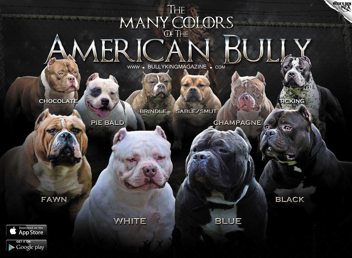 american bully extreme for sale