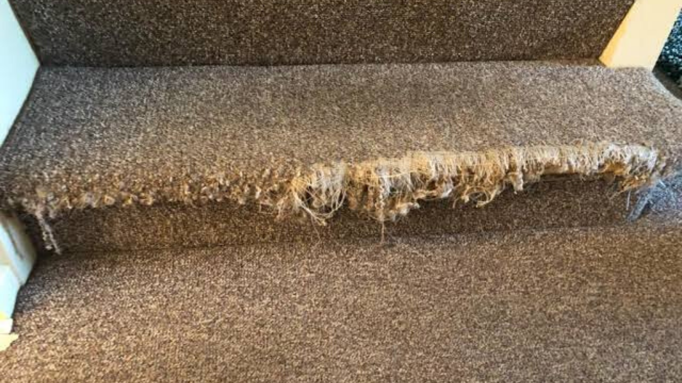 What Can Be The Probable Types Of Carpet Damage? GSB Carpet Medium