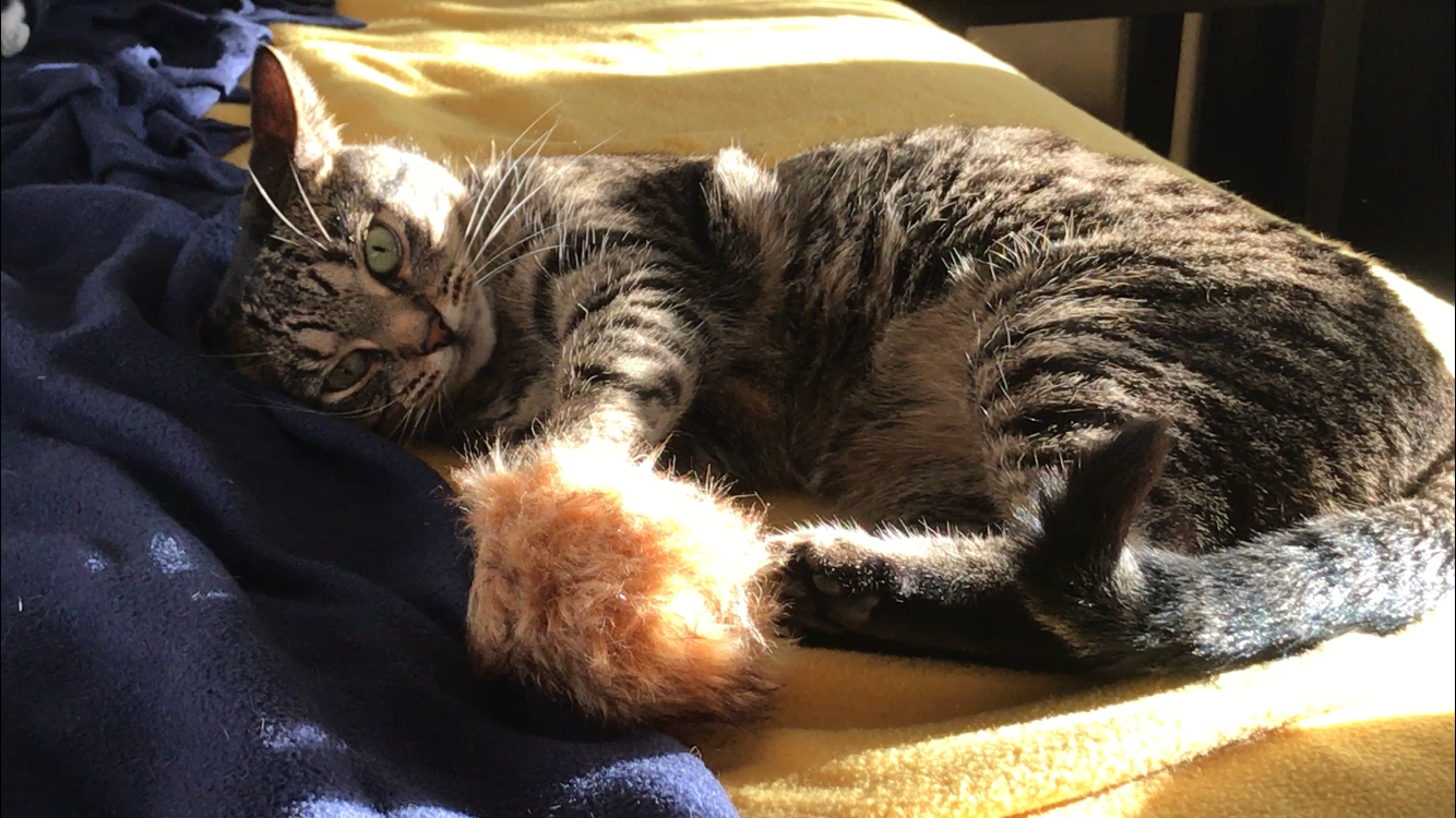 autonomous cat toy