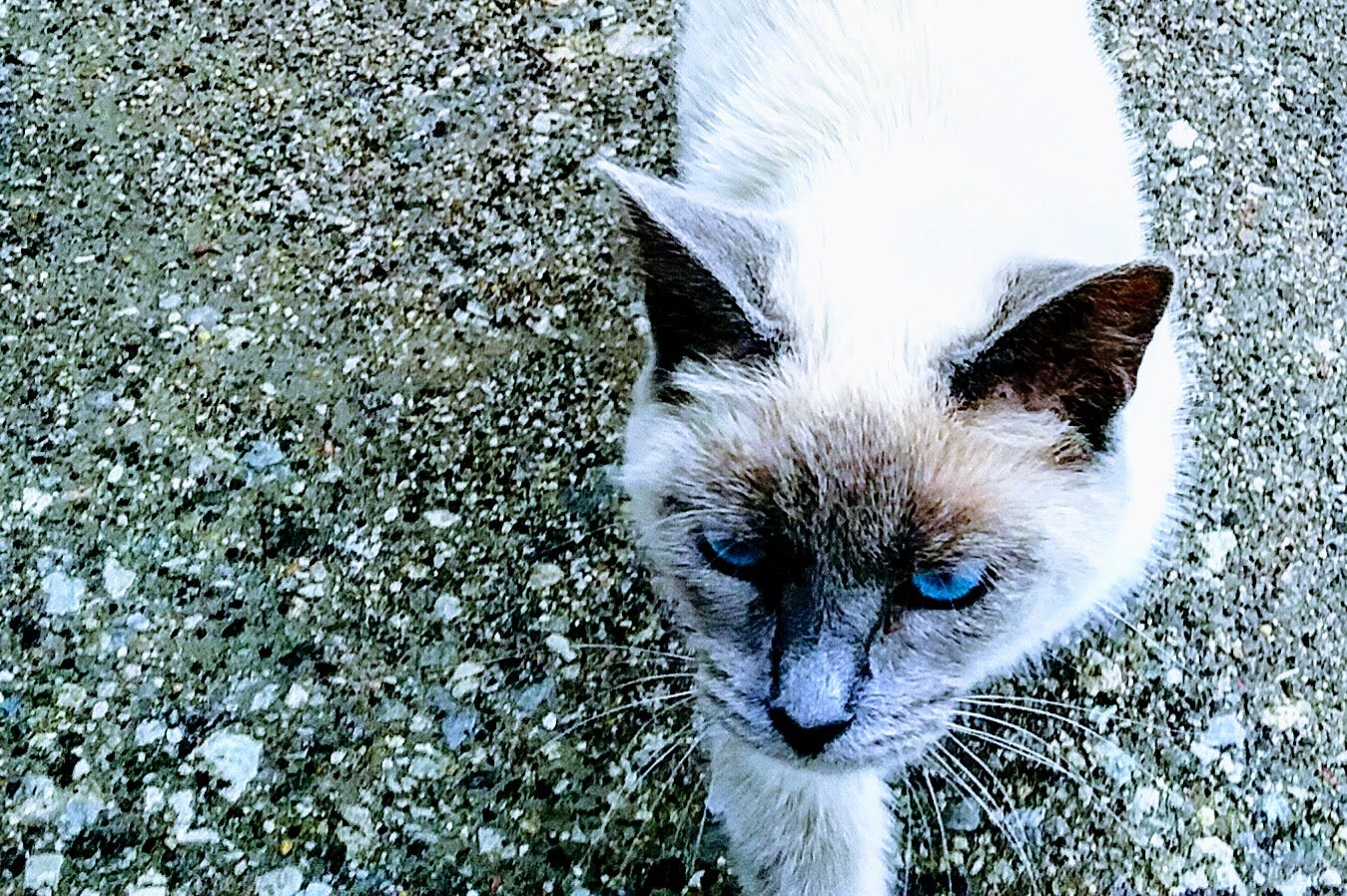 neighborhood cat