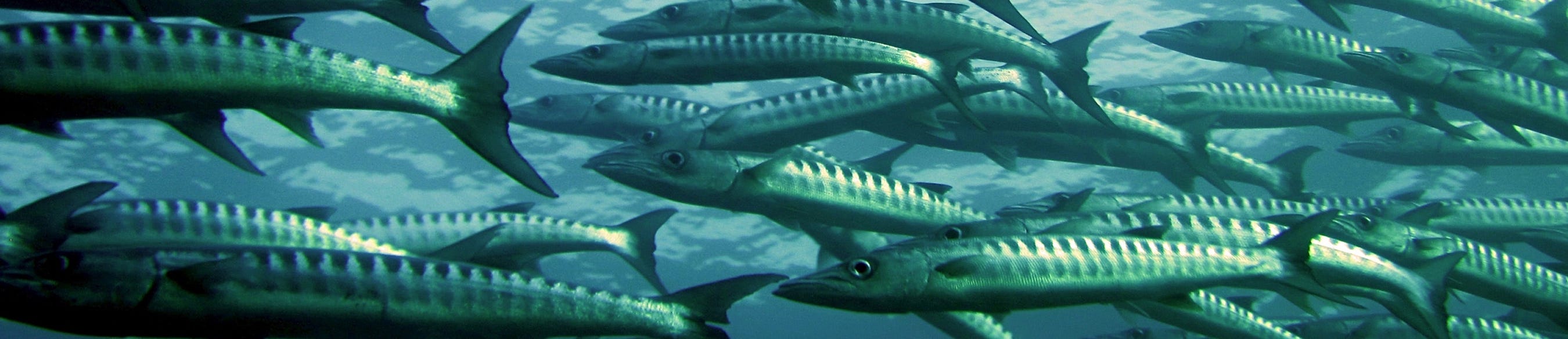 Fish Are Losing Their Sense Of Smell Nexus Media News