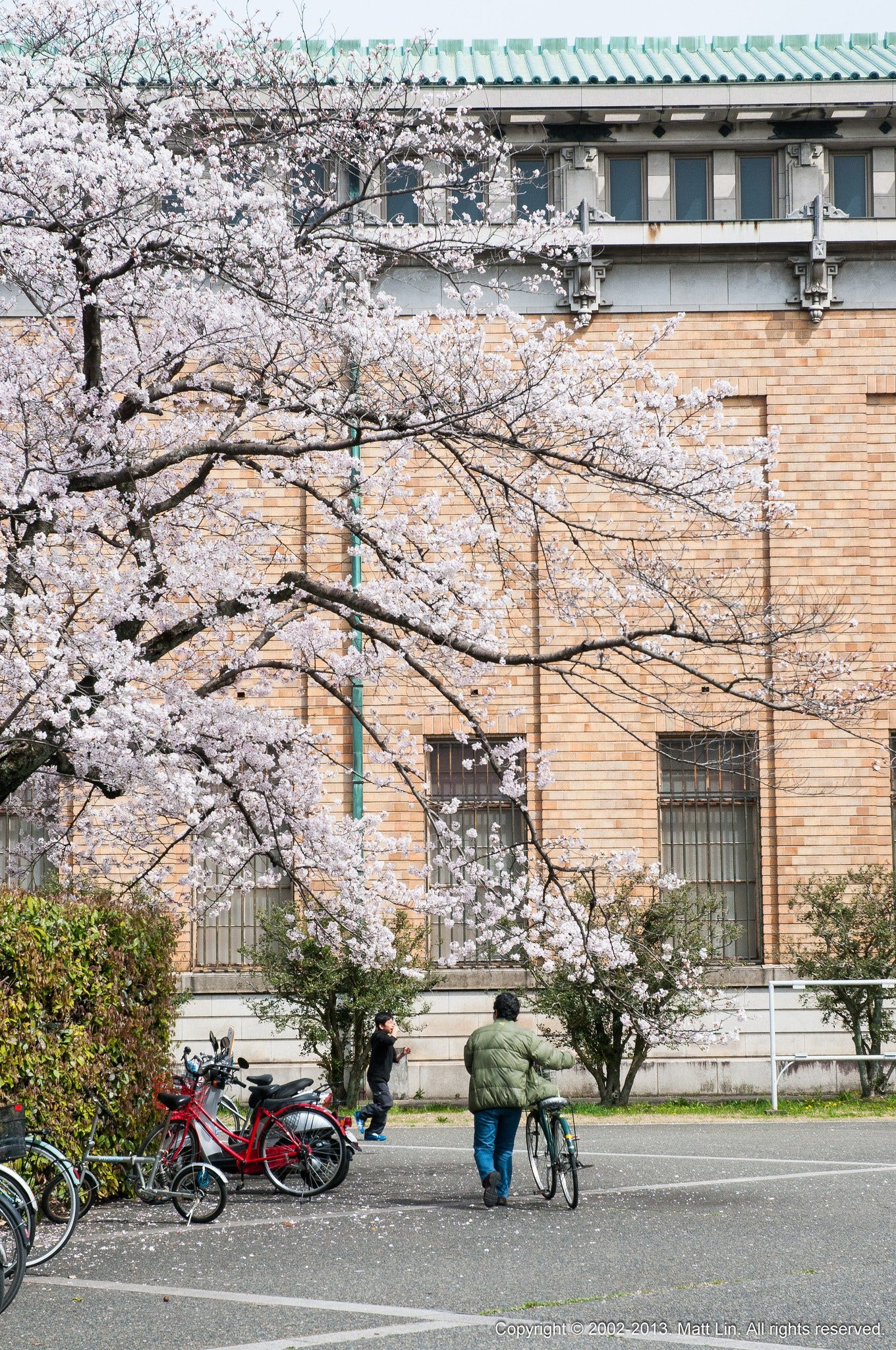 日本 關西 京都 盛開的八重枝垂櫻 平安神宮 京都市立美術館 一路從蹴上鐵道 岡崎疏水道順著道路來到平安神宮前 過個橋就是平安神宮著名的紅色大 By Speedbug 小蟲蝕光誌