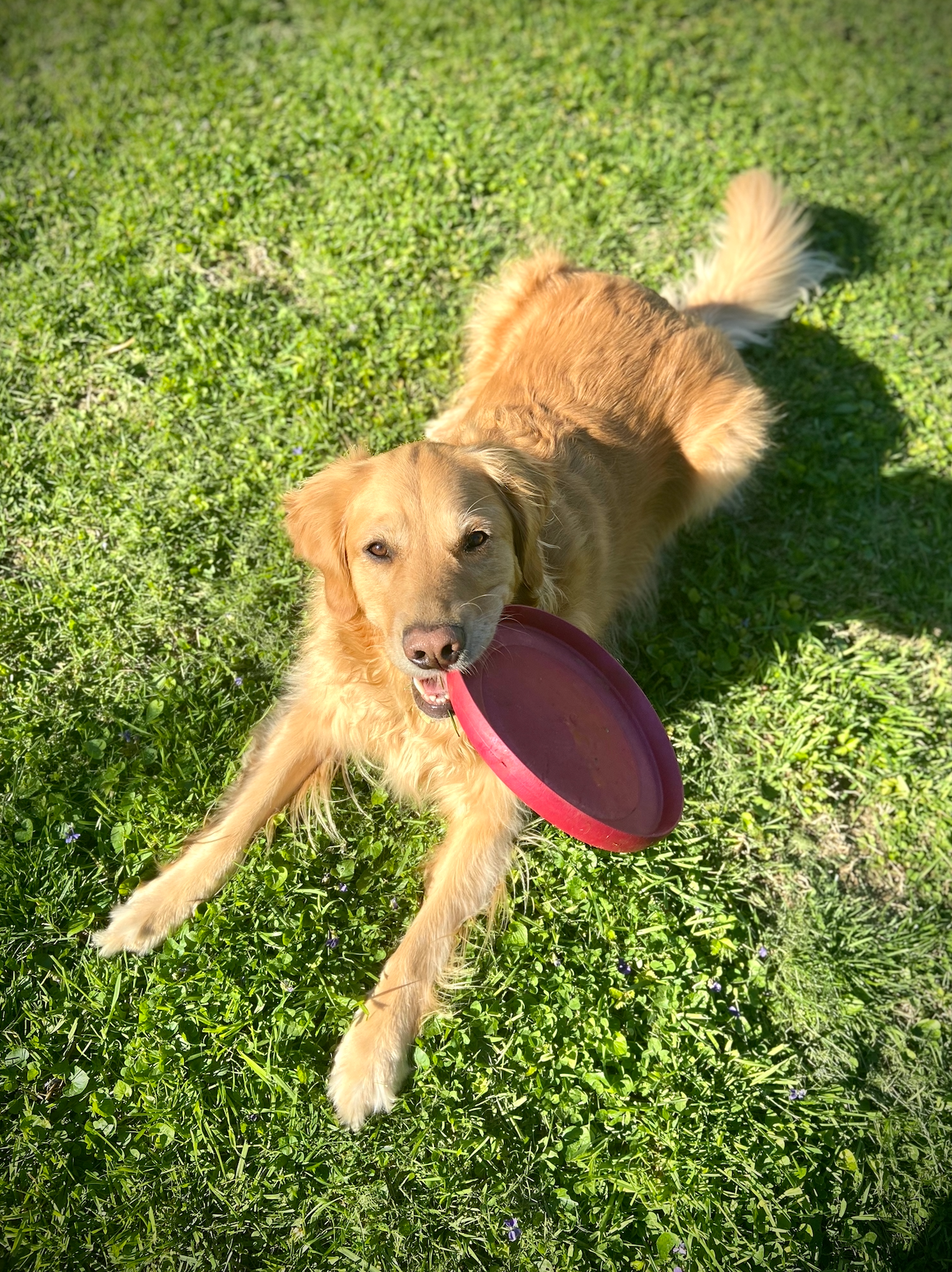 advocate medium dog