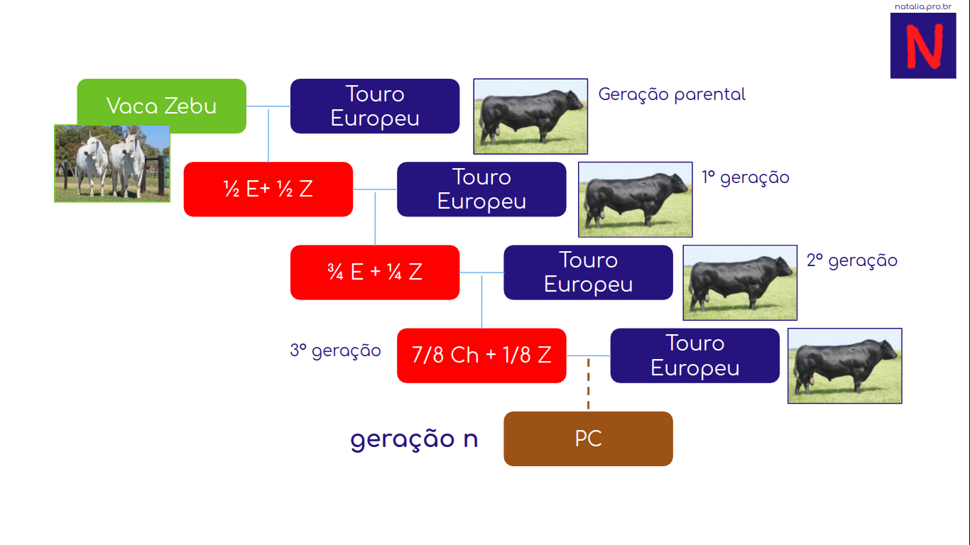 O Cruzamento De Duas Plantas Heterozigotas Cuja Altura