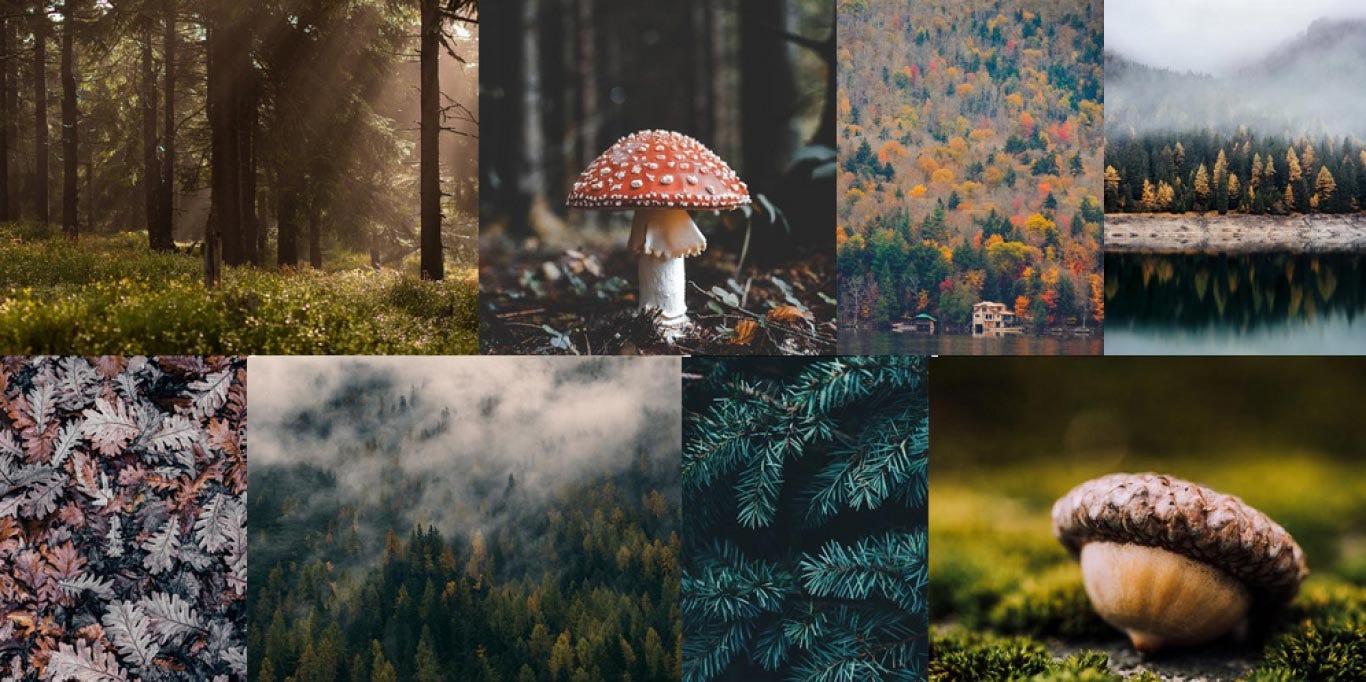 How to create an image gallery with CSS Grid | by Abhishek Jakhar |  freeCodeCamp.org | Medium