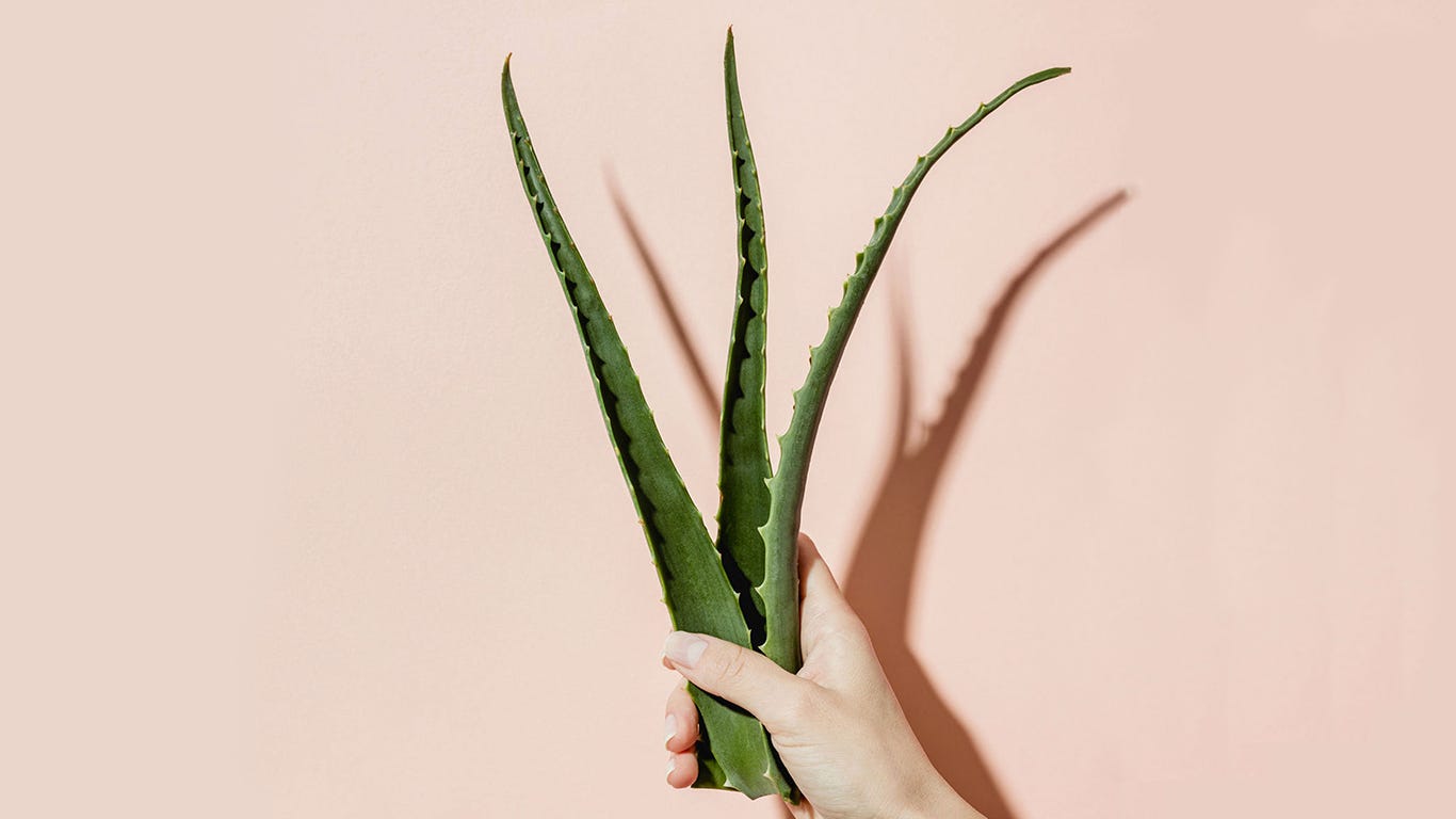 Is Aloe Good For Sunburn Curology