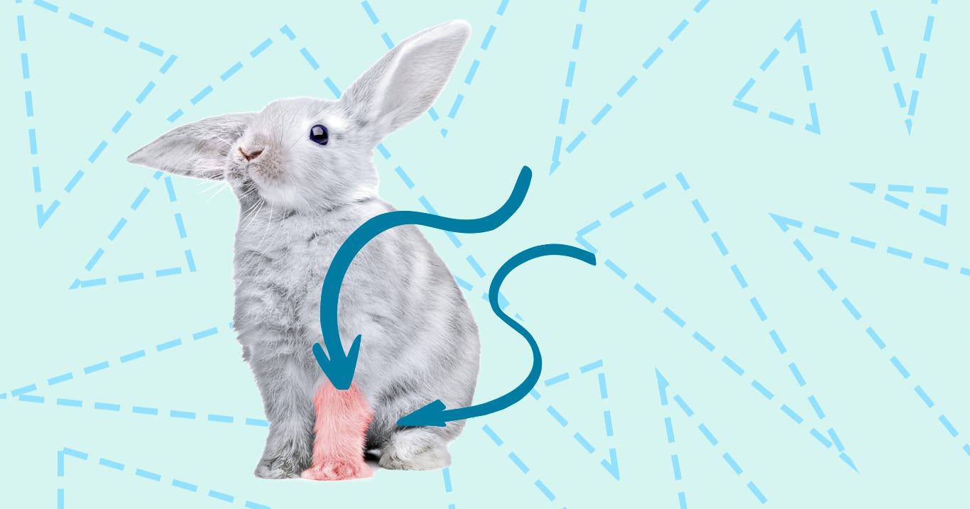 The Creepy Reason Why A Rabbit’s Foot Is So Lucky by Mathew Jedeikin