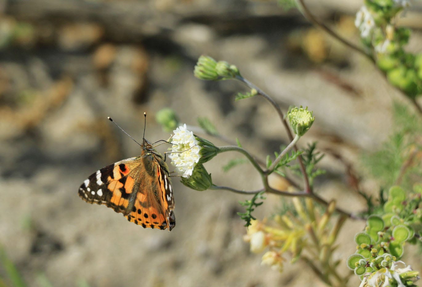 Common Moths In Southern California