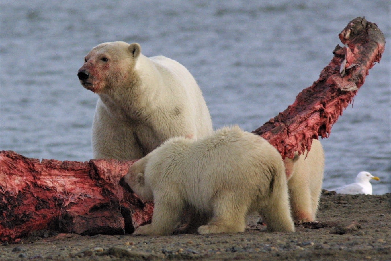 An adult polar bear and two cubs eat at a giant bone with red meat hanging from it at the edge of the ocean.
