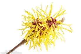 Herbs for Glowing Skin - Witch Hazel