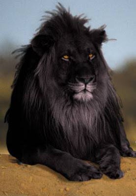 BLACK LIONS — MANIPULATION, MELANISM, AND MOZAICISM | by Dr Karl Shuker |  Medium