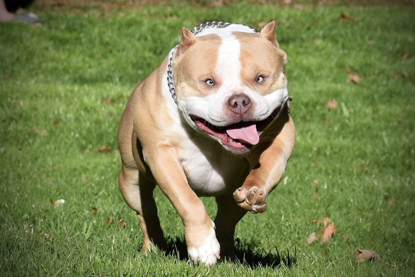 5 MISCONCEPTIONS ON HEALTH, LIFE SPAN, TEMPERAMENT IN THE AMERICAN