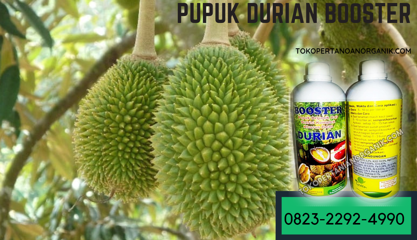 56 Pupuk Hantu Untuk Durian Terbaru