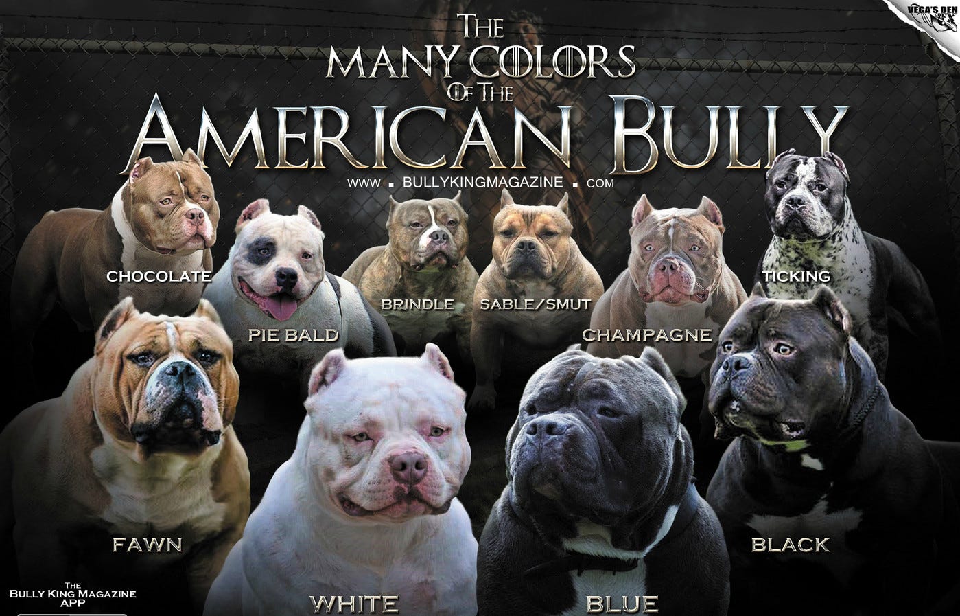 The Many Colors Of The American Bully 