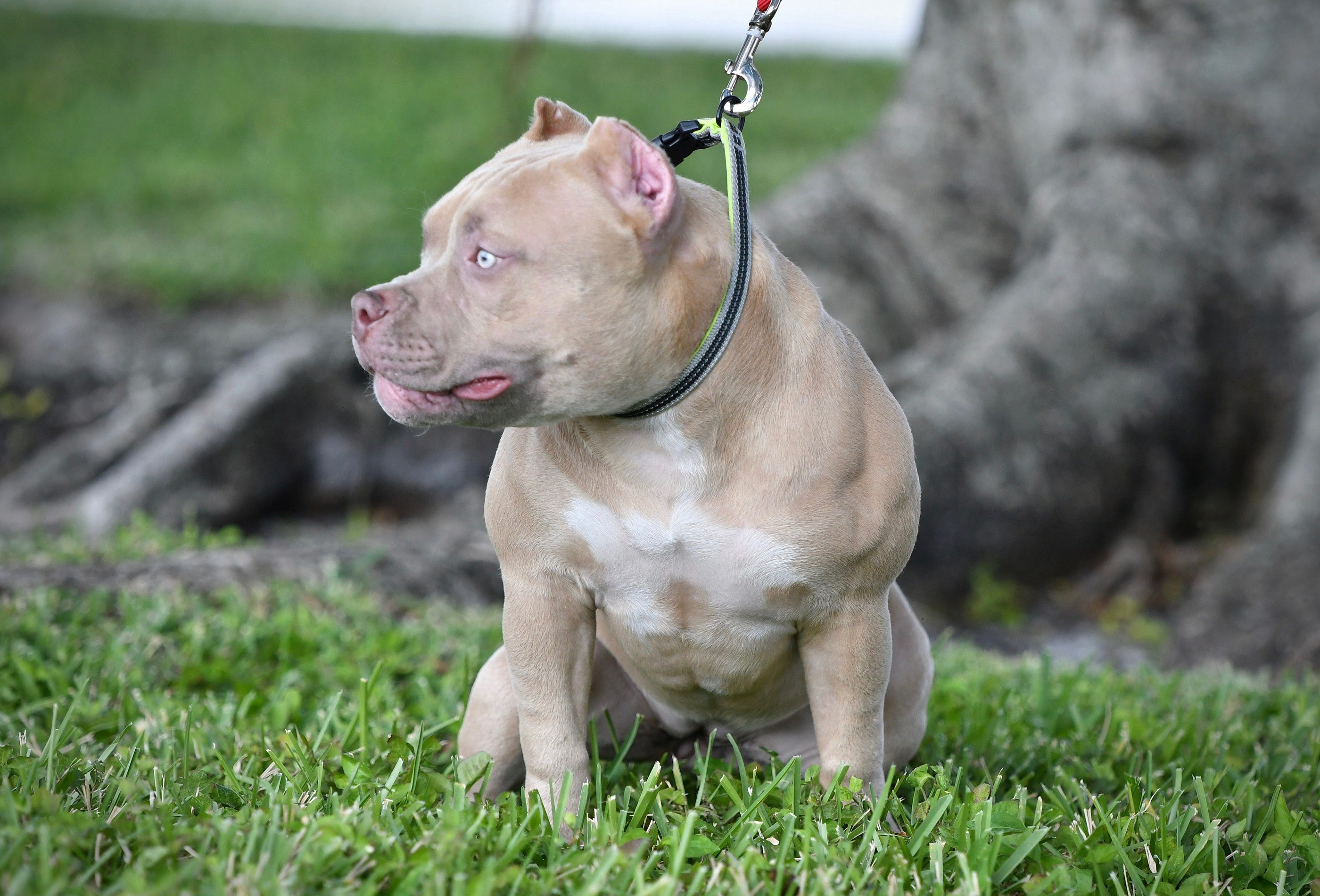 chocolate pocket bully