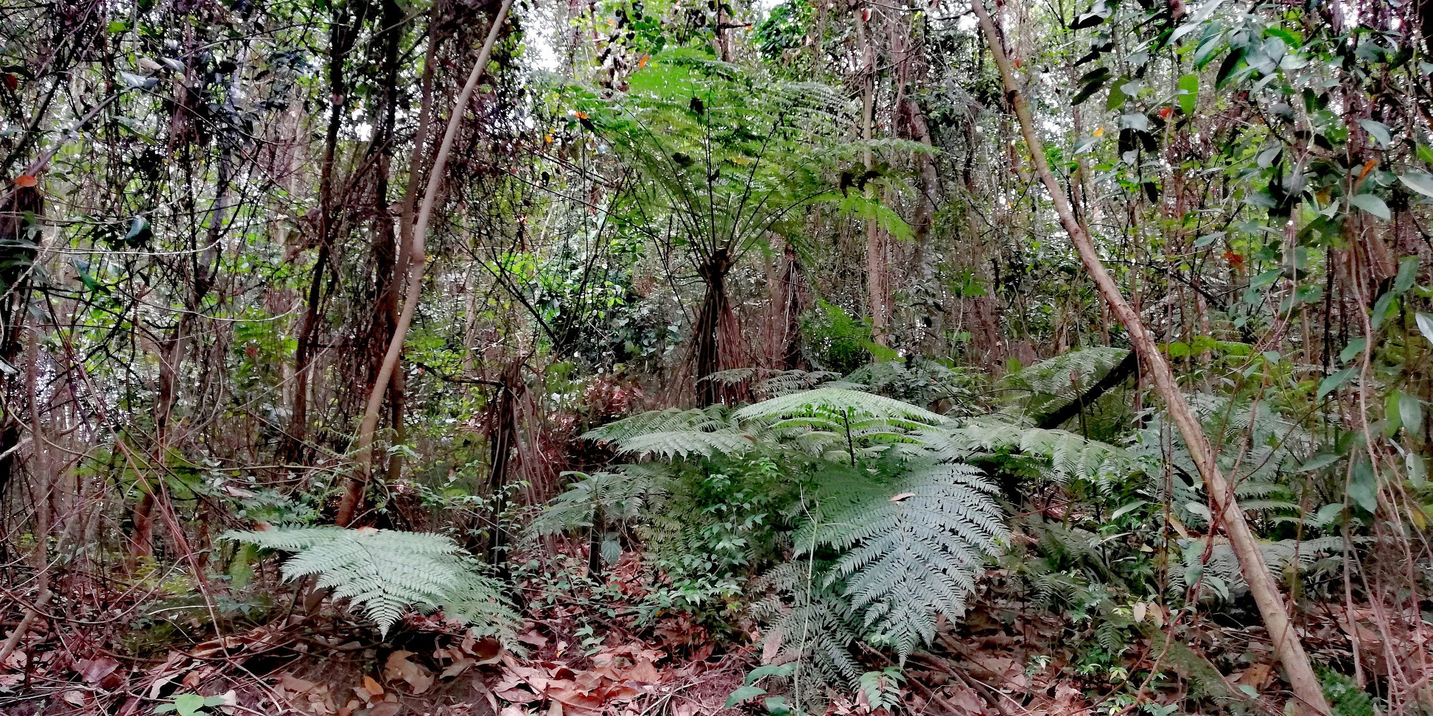 Why Bukit Batok Hillside Park And Other Greenfield Sites In Singapore Should Be Spared From Housing Development By Jimmy Tan Medium