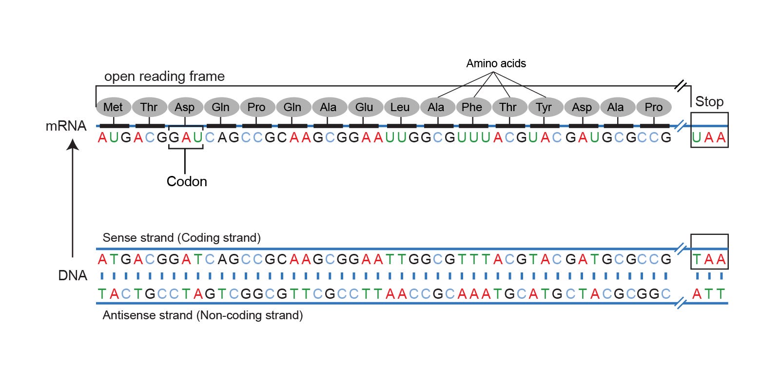 bioinformatics in python dna toolkit
