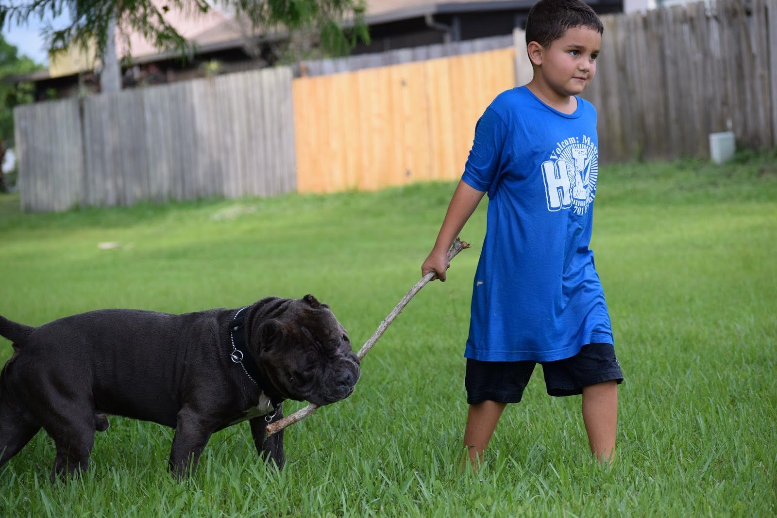 diamond dog food for bullies