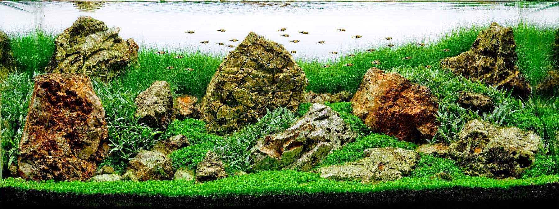 660+ Aquarium Design Group.com Gratis Terbaik