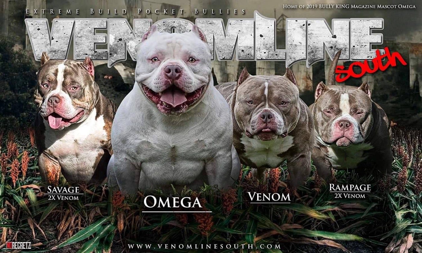 TOP AMERICAN BULLY BLOODLINE: VENOMLINE, by BULLY KING Magazine, BULLY  KING Magazine