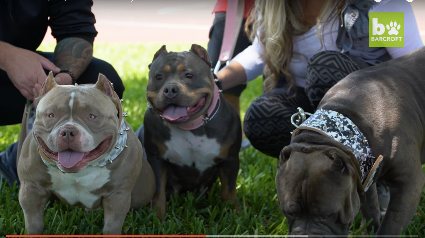 most expensive bully