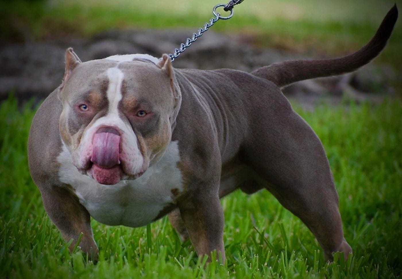 TOP AMERICAN BULLY BLOODLINE THE POCKET BULLY'S OF VENOMLINE BULLY