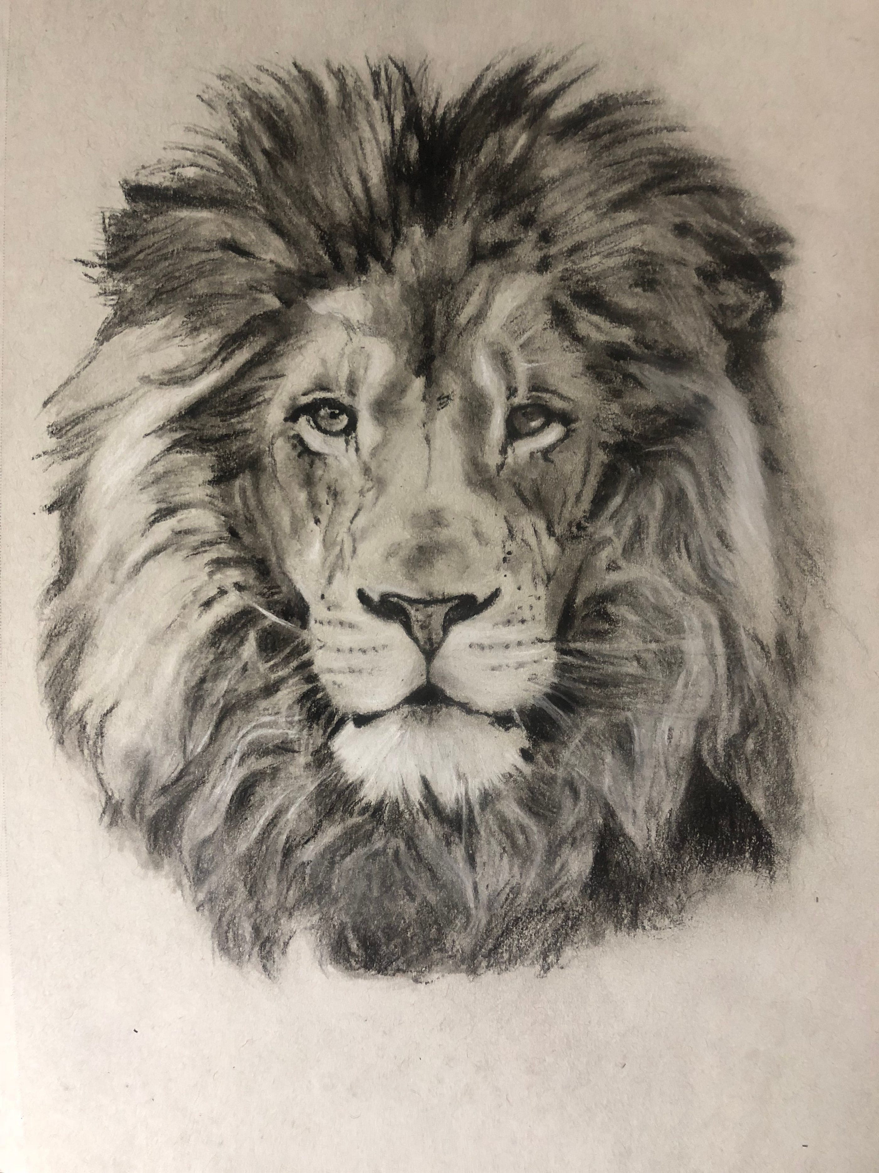 Drawing a Lion! Realistic Art with Charcoal | by @Simon | Medium