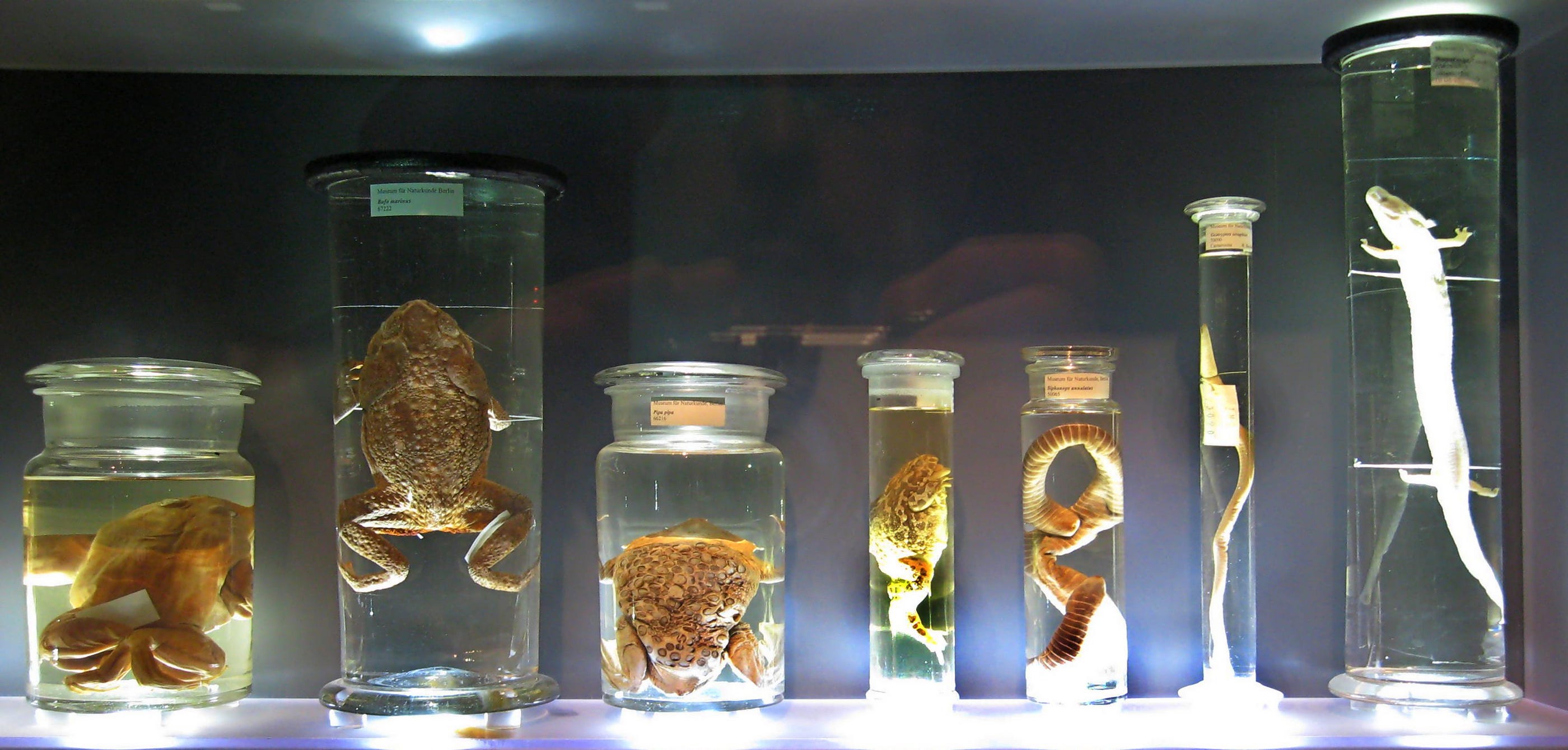 Aldehida atau Alkanal. Sebelum masuk pada materi Aldehid ada… | by Dewi