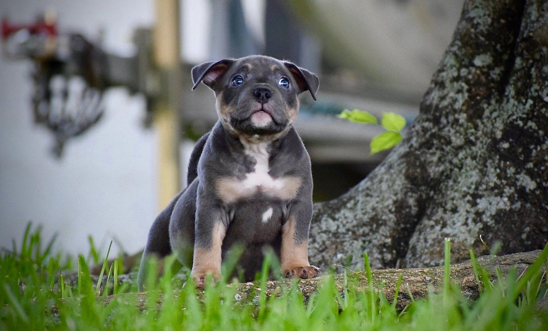 TOP AMERICAN BULLY BLOODLINE THE EXTREME POCKET BULLY’S OF VENOMLINE