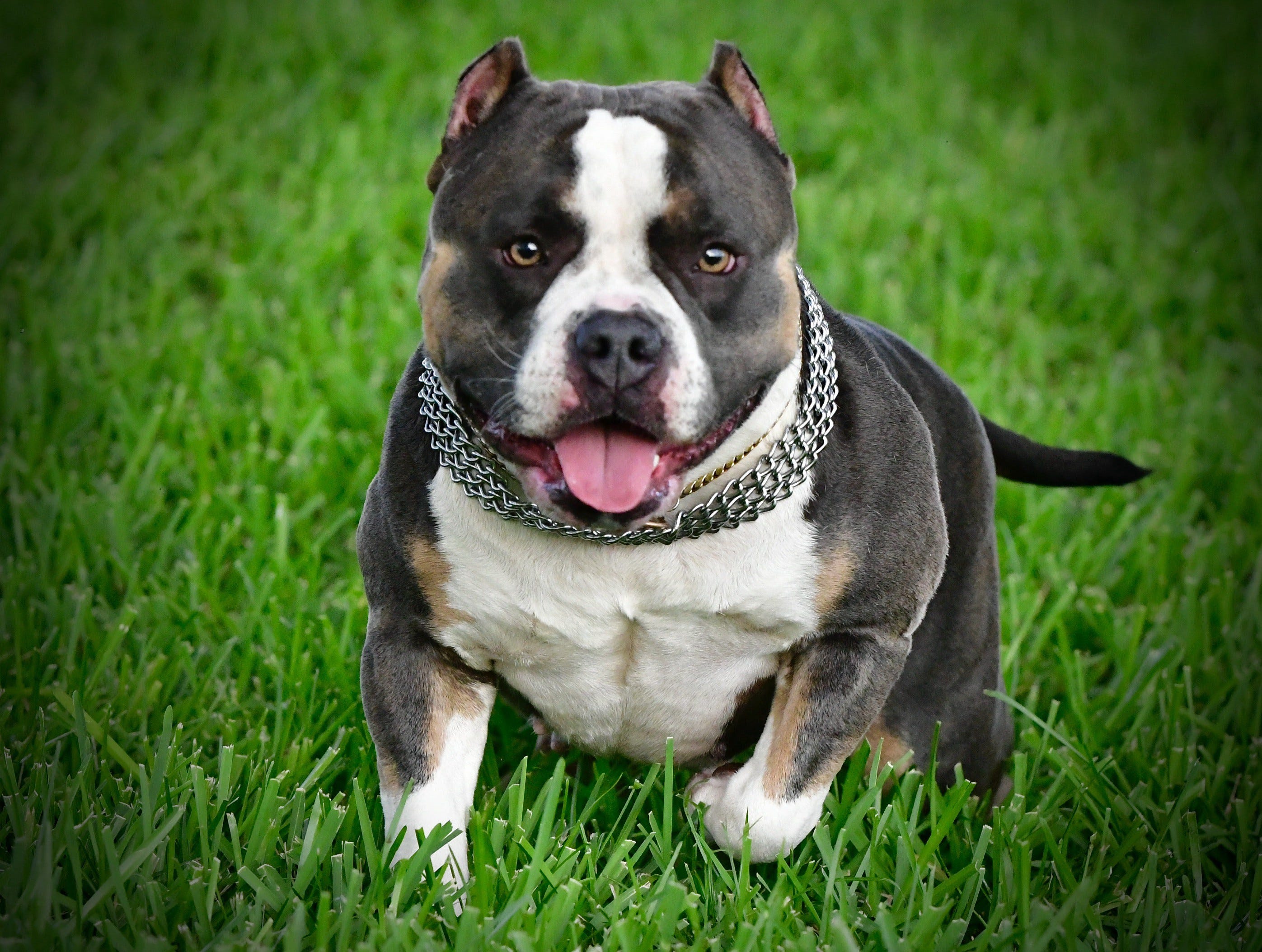 THE EXTREME BUILD POCKET BULLY PUPPIES OF VENOMLINE by BULLY KING