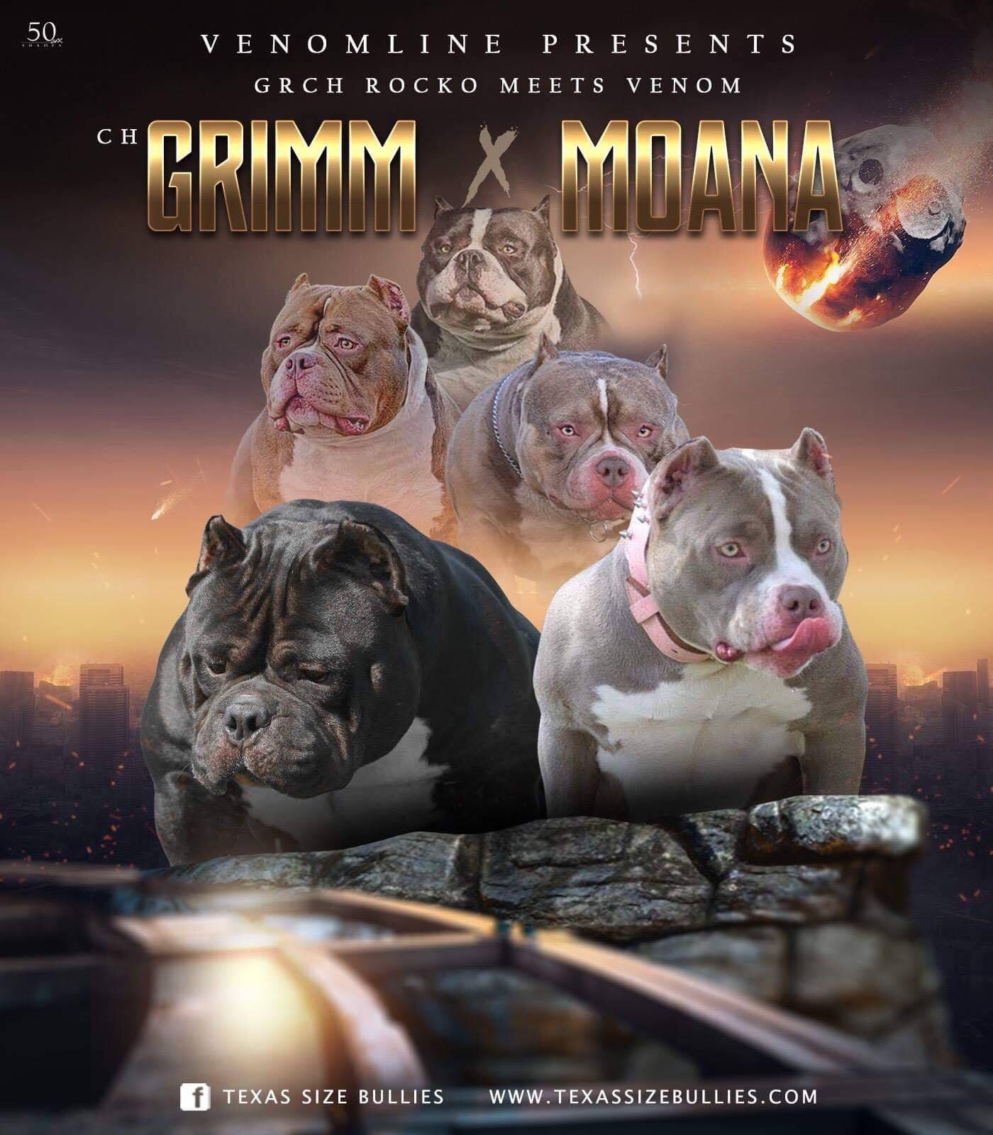 AMERICAN BULLY BLOODLINEVENOMLINE by VENOMLINE POCKET BULLY’S