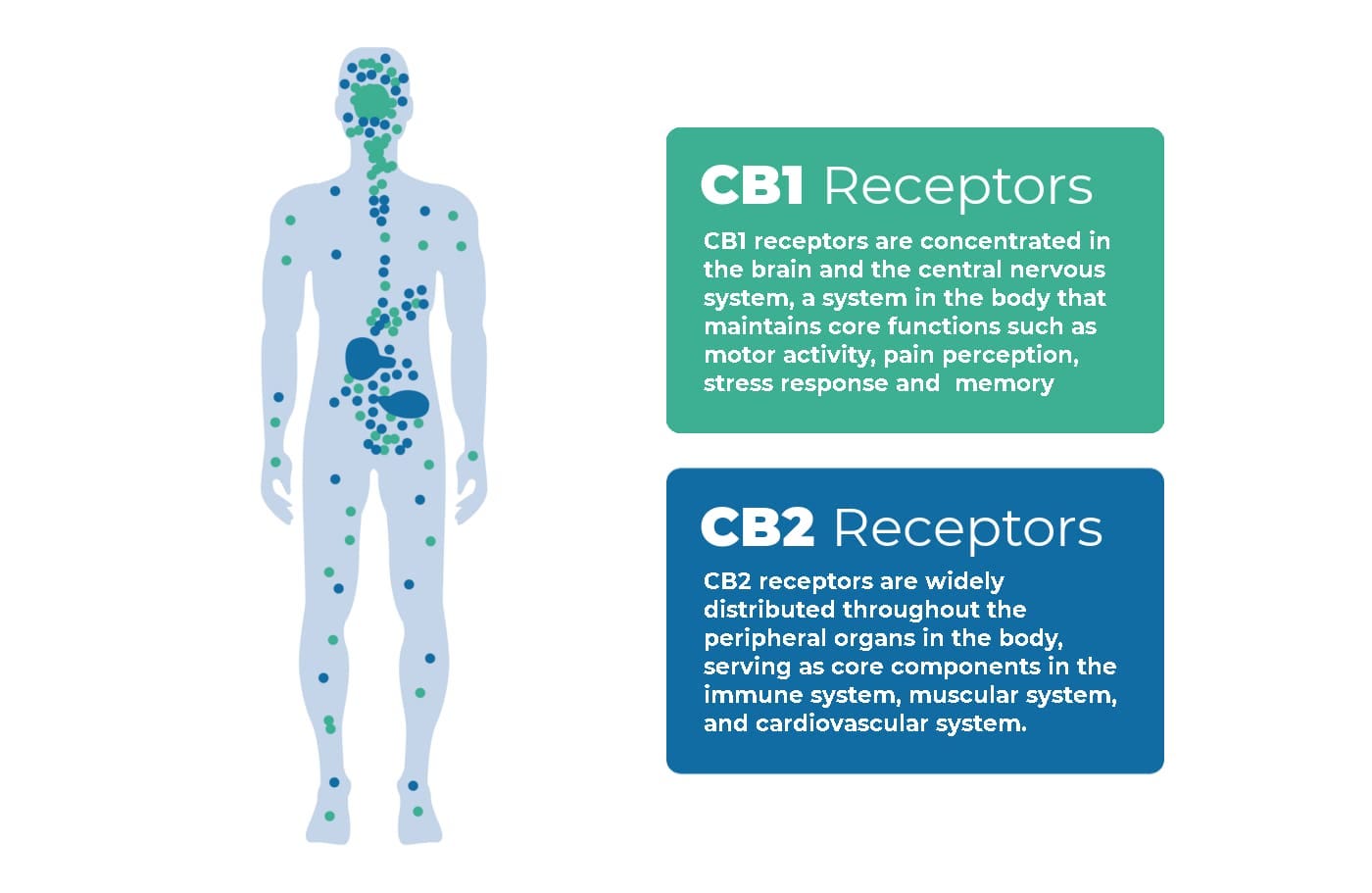 Does CBD Make You Sleepy?. From night owls to stressed out… | by Aaron Cadena | CBD Origin | Medium Does CBD Make You Sleepy?. From night owls to stressed out… | by Aaron Cadena | CBD Origin | Medium