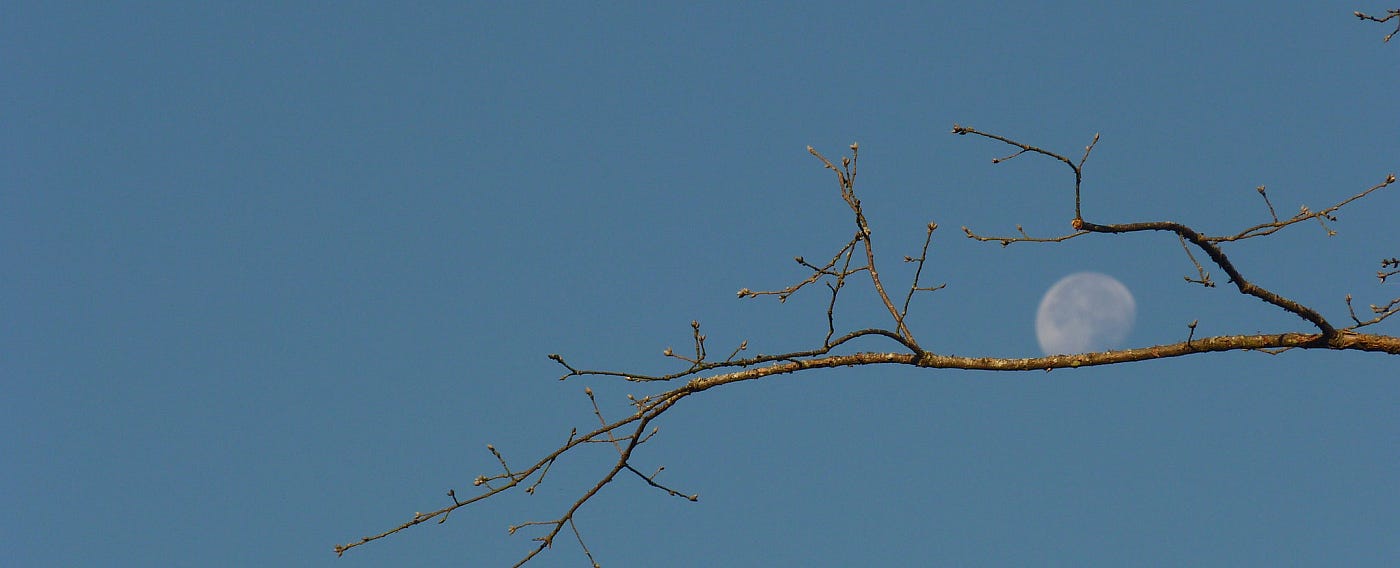 Image in which the full moon seems to rest on a tree branch