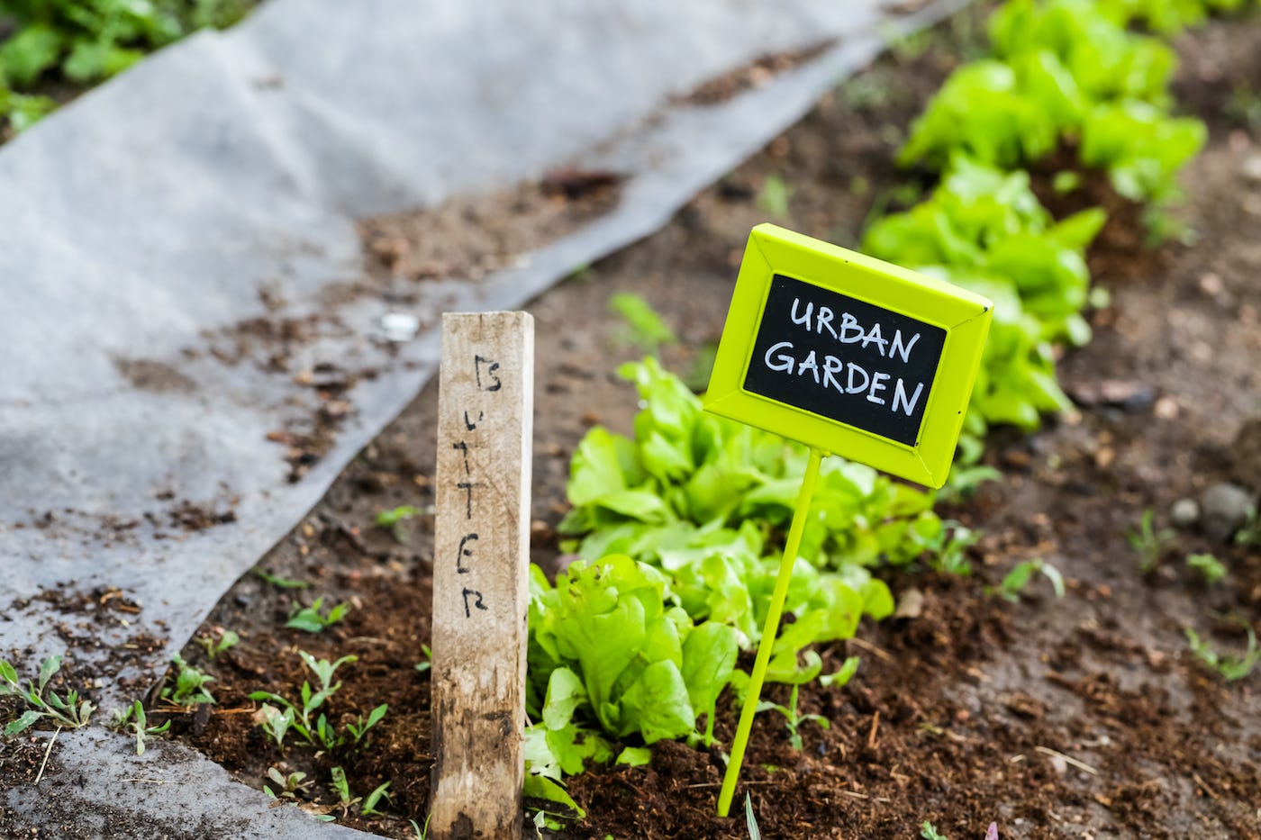 The Rise Of Urban Farming Urban Farming Is Big News You May Not By Miigle Medium