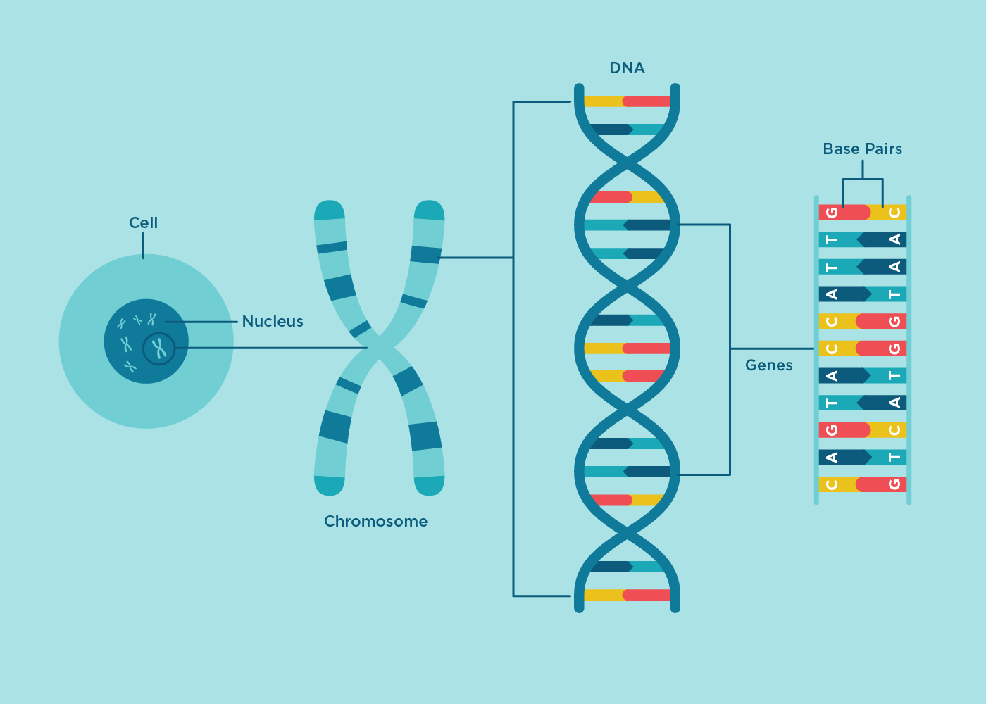 what is a g c t in dna shakal blog
