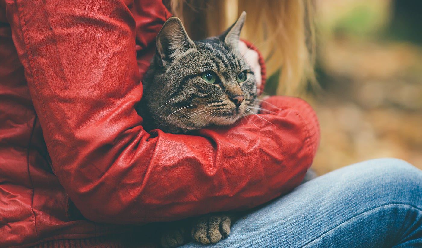 Emergency Kit for Cats. How to prepare to care for your cats in… by Anne Zoet Radlilcat Medium