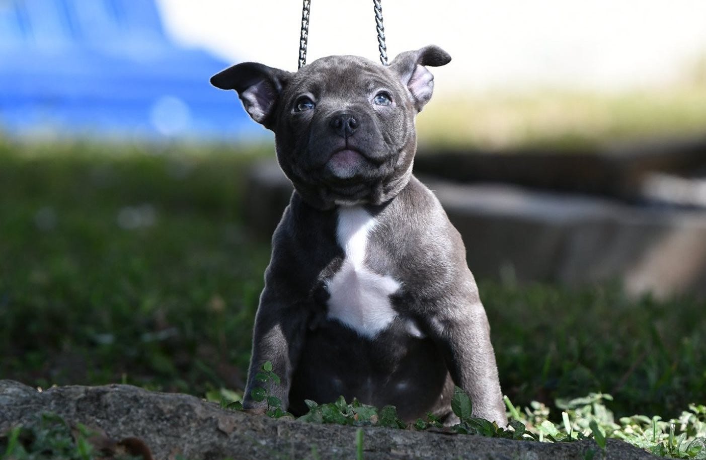 micro exotic american bully for sale