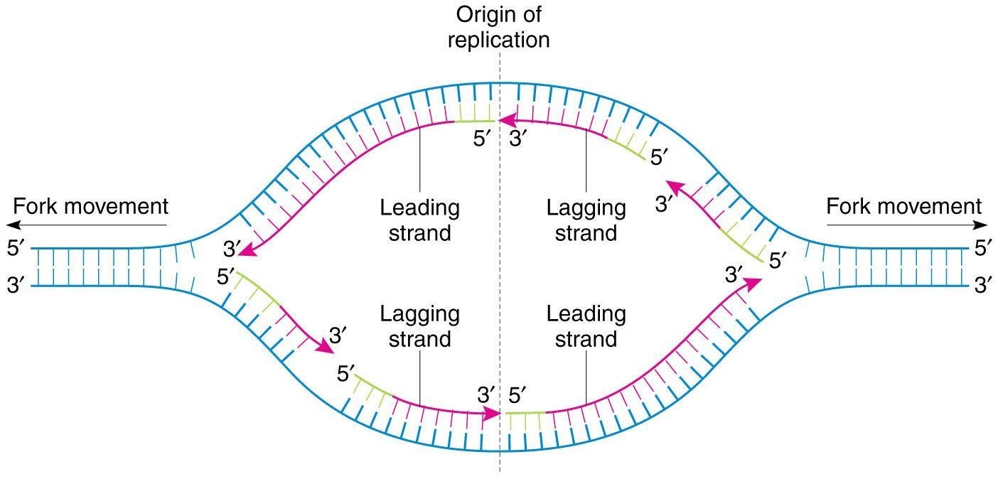 Download Dna Replication By Biology Experts Notes Medium Desktop Wallpaper Get Wallpaper Dna Replication By Biology Experts Notes Medium Free HD