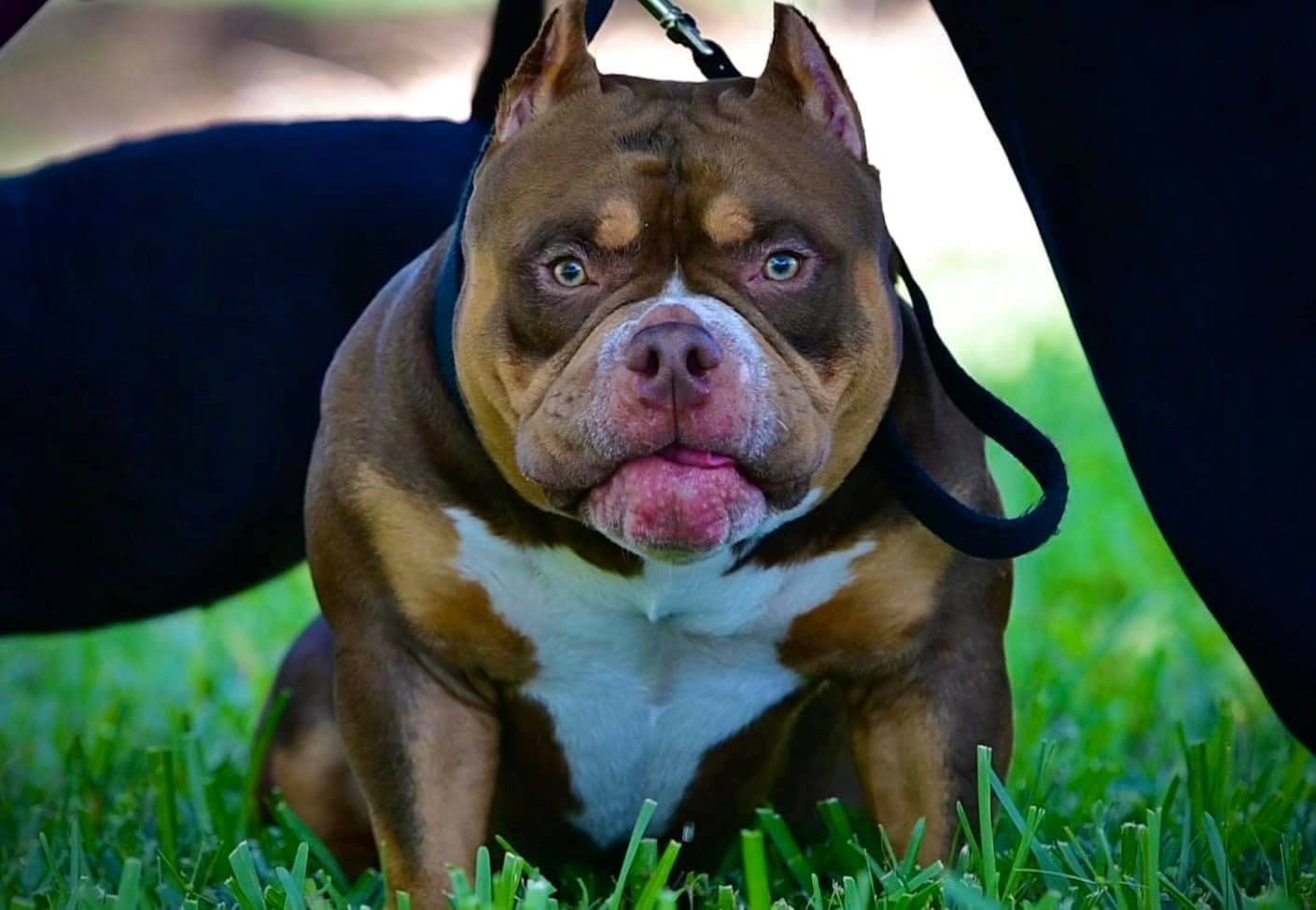 how do you become a licensed dog breeder