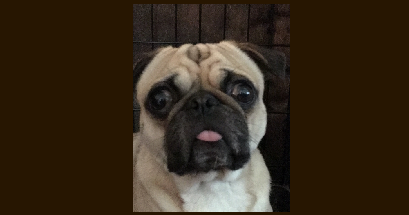 pug story