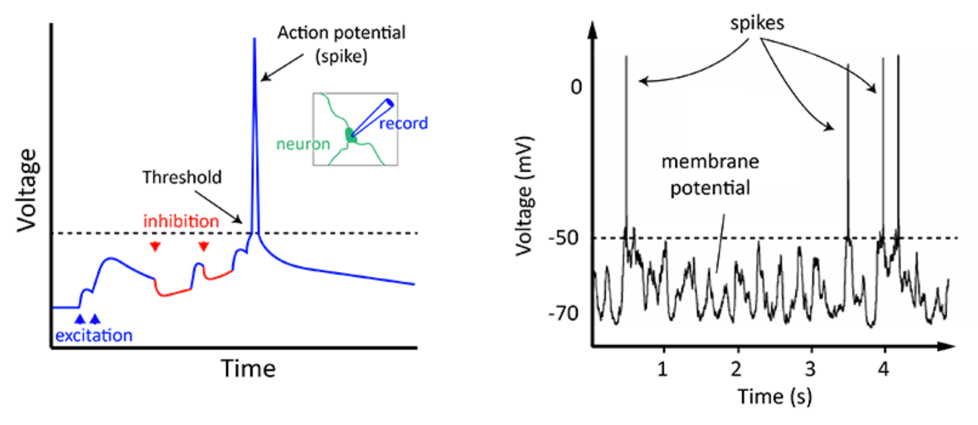 Neuromorphic Computing & Spiking Neural Networks The Startup Medium