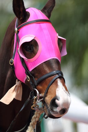 Blinders Help Us See Clearly I Ran With My Eyes Closed The Other By Michele Savaunah Zirkle Life Speaks Medium Blinders Help Us See Clearly I Ran With My Eyes Closed The Other By Michele Savaunah Zirkle Life Speaks Medium