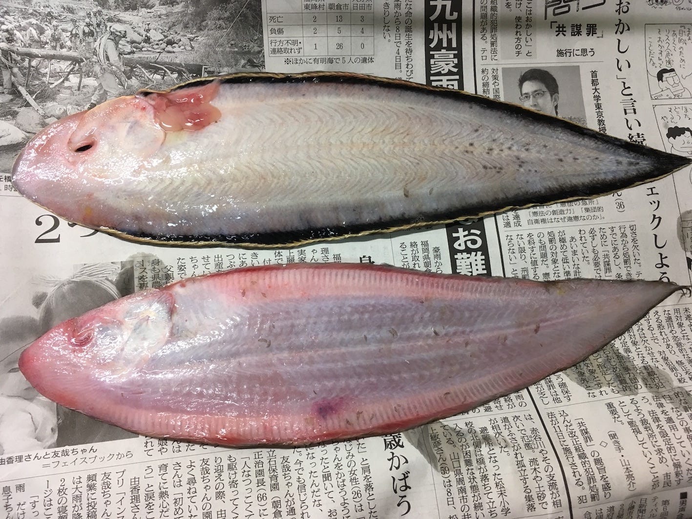年末企画 ゆく魚くる魚 17年はこれを食べた 思い出に残る魚たちをまとめる By Tanu Tail Lab Medium 年末企画 ゆく魚くる魚 17年はこれを食べた 思い出に残る魚たちをまとめる By Tanu Tail Lab Medium