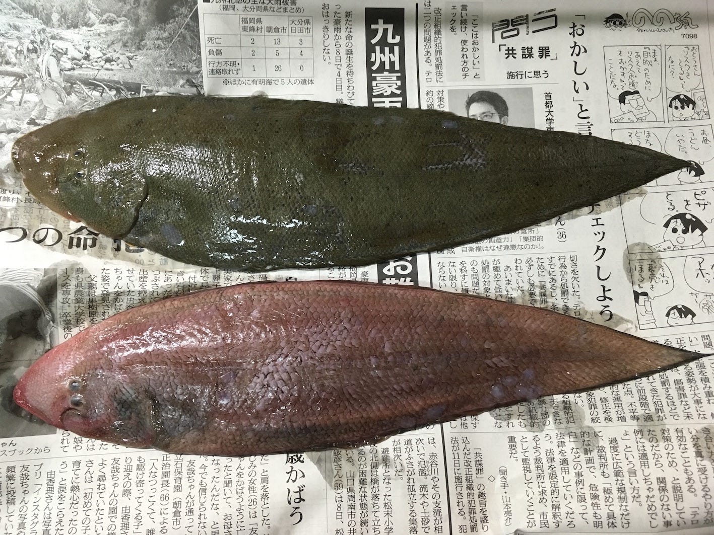 年末企画 ゆく魚くる魚 17年はこれを食べた 思い出に残る魚たちをまとめる By Tanu Tail Lab Medium 年末企画 ゆく魚くる魚 17年はこれを食べた 思い出に残る魚たちをまとめる By Tanu Tail Lab Medium