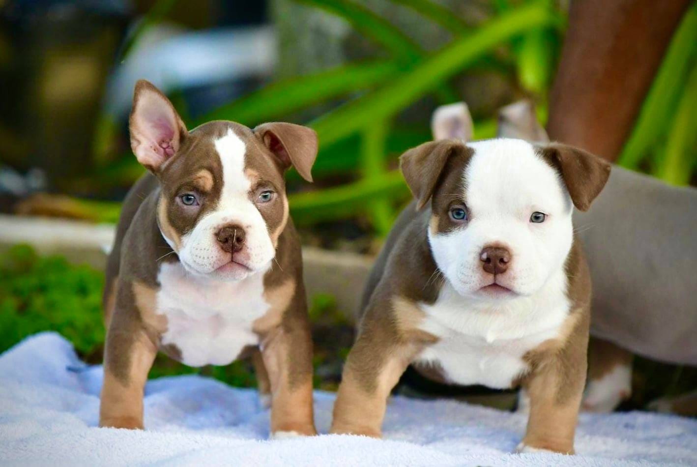 TOP AMERICAN BULLY BLOODLINE: VENOMLINE