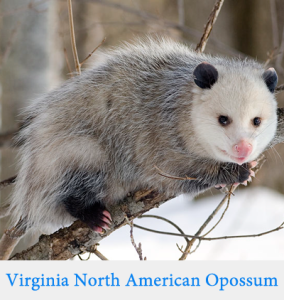 Opossum vs. the difference? by viral | Medium