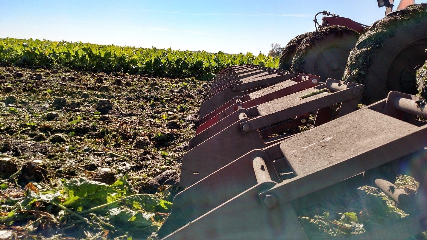 5 Things To Know About Sugar Beets GMO Answers Medium